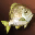 Yellow Fat Fish